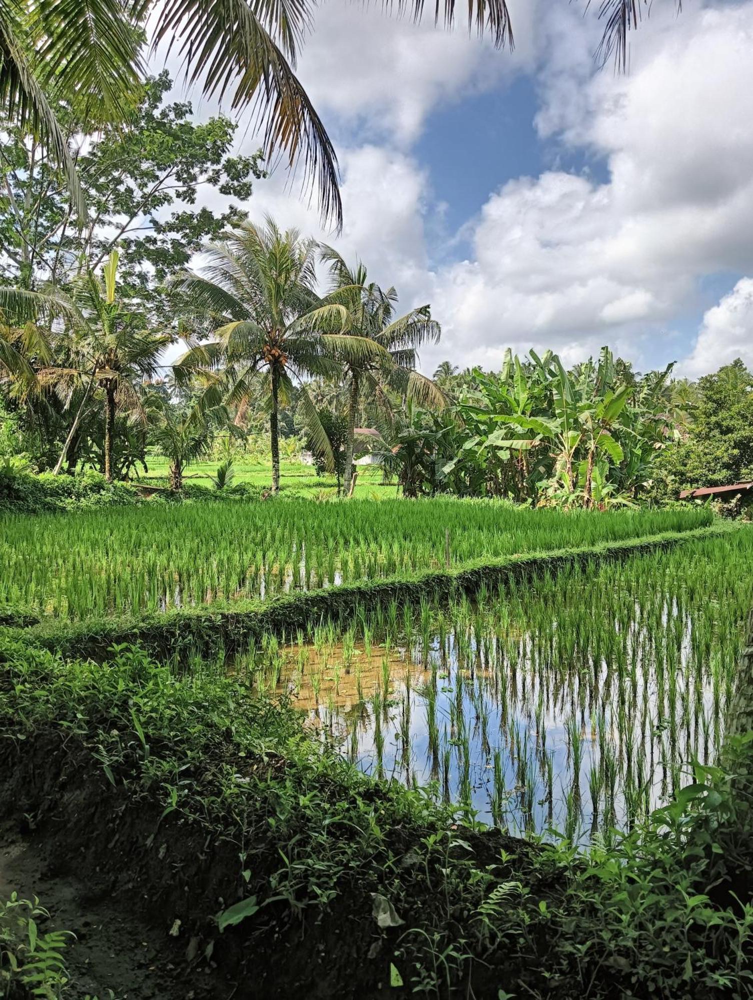 Rumah Guci Ubud Extérieur photo